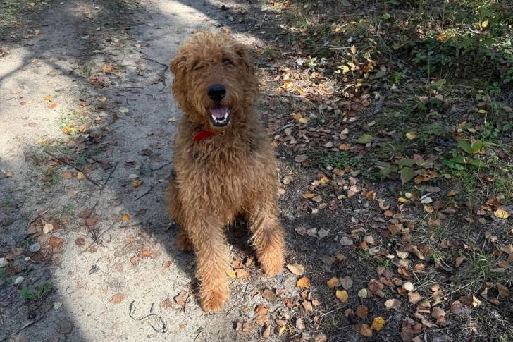 Un Airedale Terrier assis sur un sol jonchés de feuilles mortes et ayant la gueule ouverte 