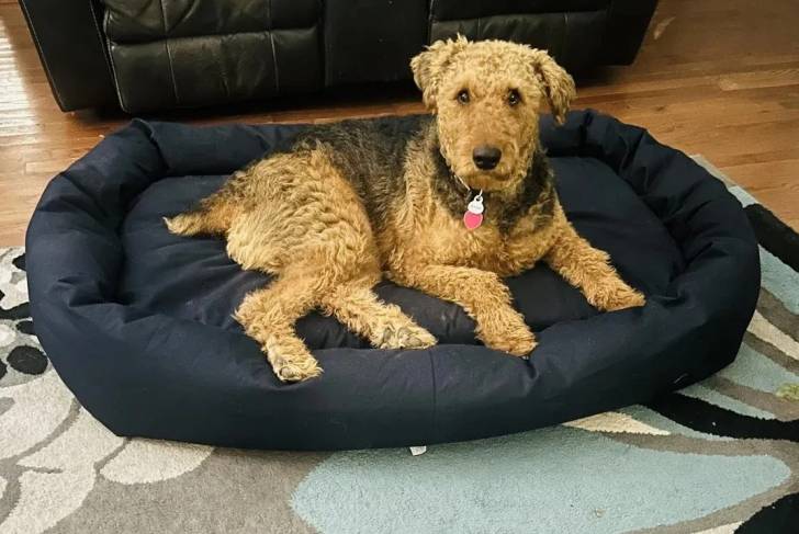 Un Airedale Terrier allongé dans un panier et portant un collier autour du cou