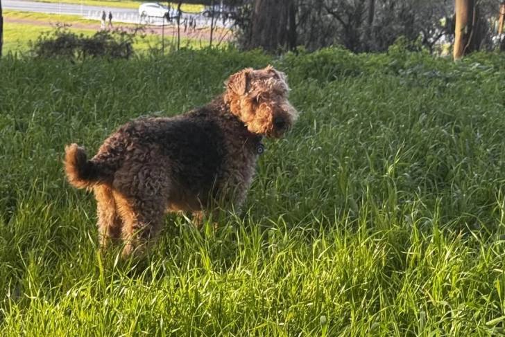 Un Airedale Terrier sur une surface herbacée et portant un collier autour du cou
