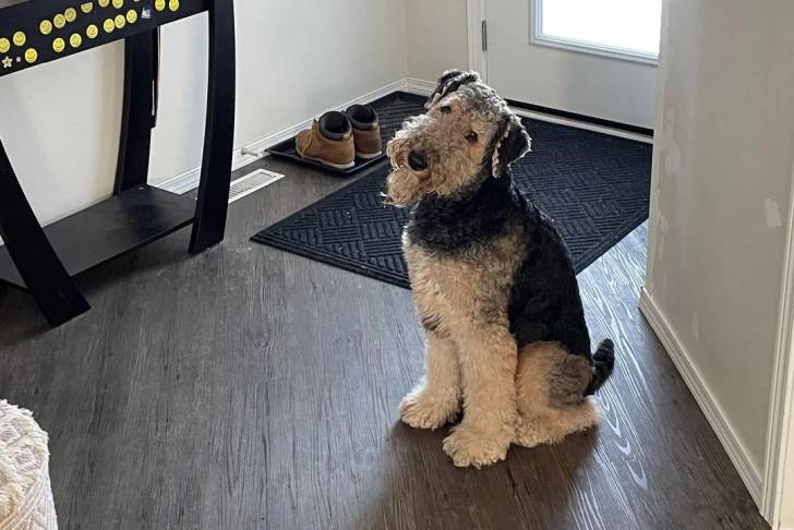 Un Airedale Terrier assis sur un plancher et regardant vers la caméra 