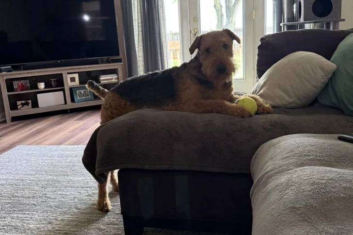 Un Airedale Terrier sur un canapé et regardant vers la caméra 