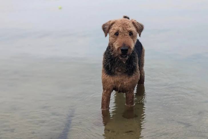 Un Airedale Terrier dans l'eau et regardant vers la caméra 