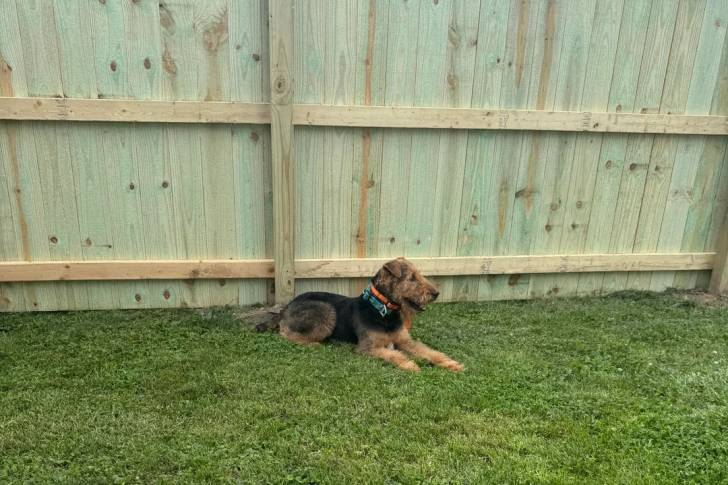 Un Airedale Terrier allongé sur une surface gazonnée et portant un collier autour du cou