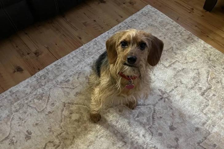 Un Airedale Terrier assis sur un tapis et portant un collier autour du cou
