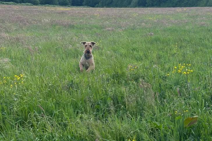 Un Airedale Terrier sur une surface herbacée 