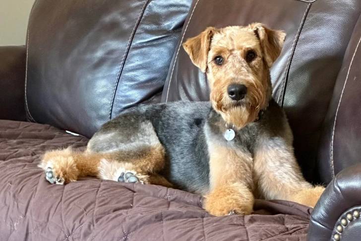 Un Airedale Terrier allongé sur un canapé et portant un collier autour du couv