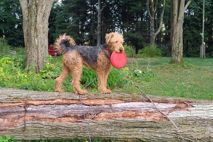 Un Airedale Terrier ayant un frisbee dans sa gueule et qui est tenu en laisse 