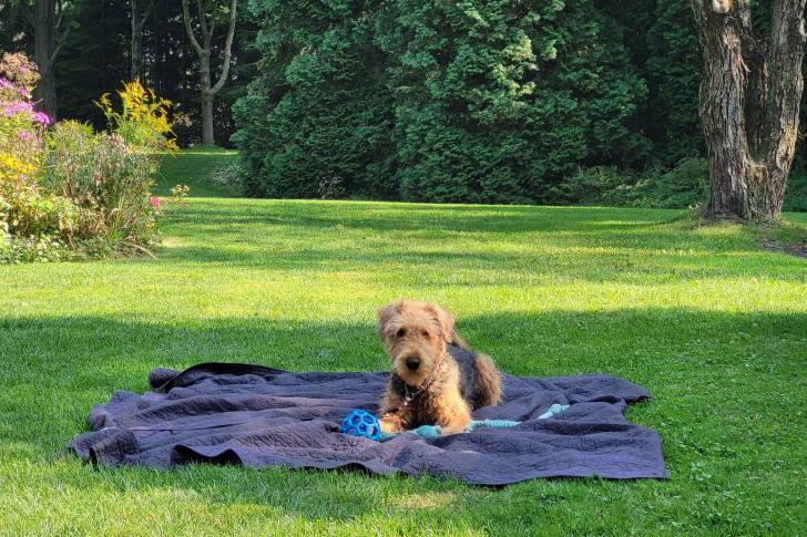 Un Airedale Terrier allongé sur un tapis et qui est tenu en laisse 