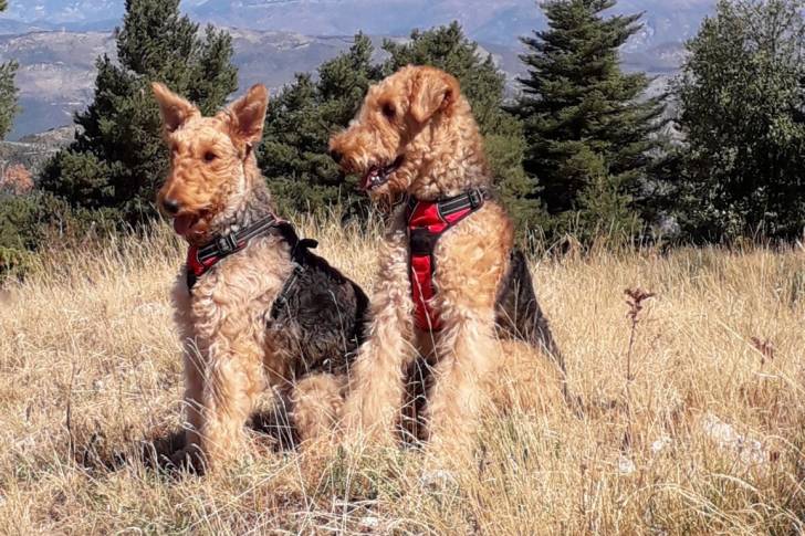 Deux Airedale Terrier assis sur une surface herbacée et portant tous deux un harnais 