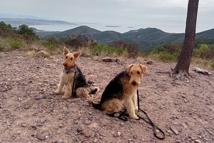 Deux Airedale Terrier assis sur une surface rocailleuse et qui sont tous deux tenus en laisse 