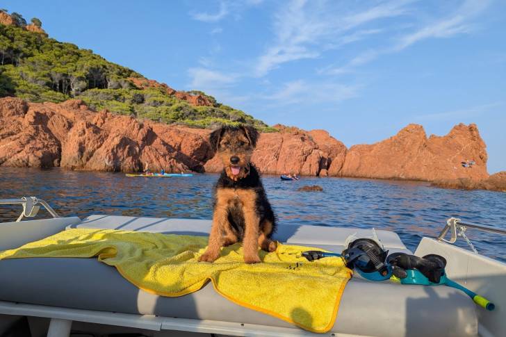 Un Airedale Terrier assis sur un bateau et tirant la langue 