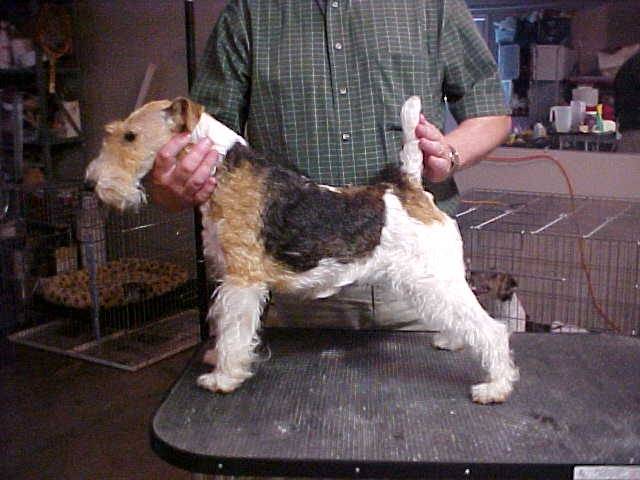 Libby - Airedale Terrier (2 ans)