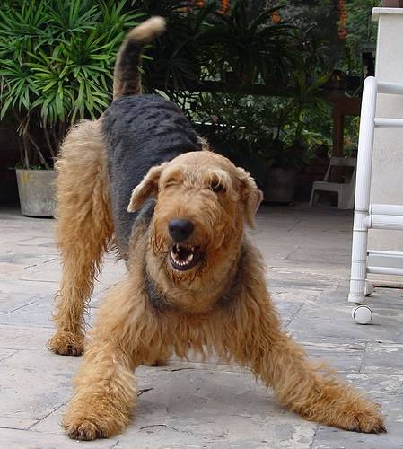 Teddy - Airedale Terrier Mâle
