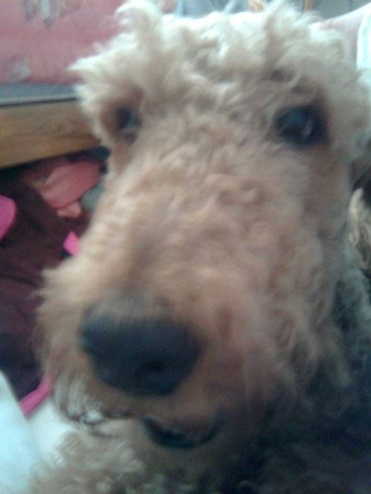 Tommy - Airedale Terrier Mâle (13 ans)