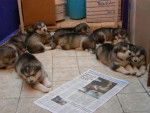 cachorros - Malamute d'Alaska (2 mois)