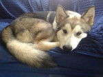 Kendra - Malamute d'Alaska (5 mois)