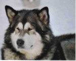 Multi CH Syrock de la Fougue du Nord - alaskan malamute - Malamute d'Alaska