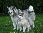Bryze et Coco Chanel - alaskan malamute - Malamute d'Alaska