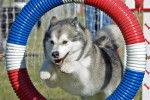 Un Malamute en train de sauter à travers un anneau pendant une compétition