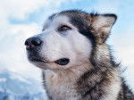 Photo Malamute d'Alaska
