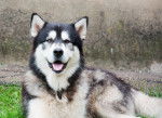Photo Malamute d'Alaska