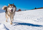 Photo Malamute d'Alaska