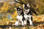 Deux chiots Malamutes d'Alaska dans une for&ecirc;t en automne