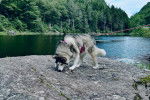 Un Malamute d'Alaska reniflant le sol et tenu en laisse