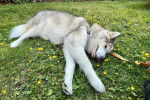 Un Malamute d'Alaska allong&eacute; sur un terrain herbeux