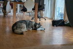Un Malamute d'Alaska allong&eacute; dans un appartement et semblant dormir