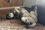 Un Malamute d'Alaska allong&eacute; de dos sur un tapis