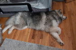 Un Malamute d'Alaska allong&eacute; sur un plancher en bois et semblant dormir
