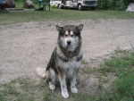 Raiden - Malamute d'Alaska Mâle (10 ans)
