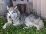 neva - Malamute d'Alaska (14 ans)