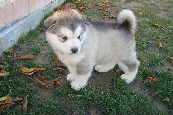 angel - Malamute d'Alaska Mâle (6 mois)
