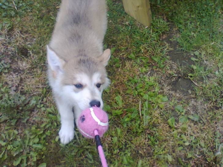 Bailey - Malamute d'Alaska (Autre)