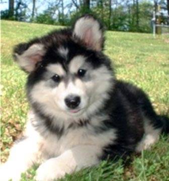 Shasta - Malamute d'Alaska Mâle (5 mois)
