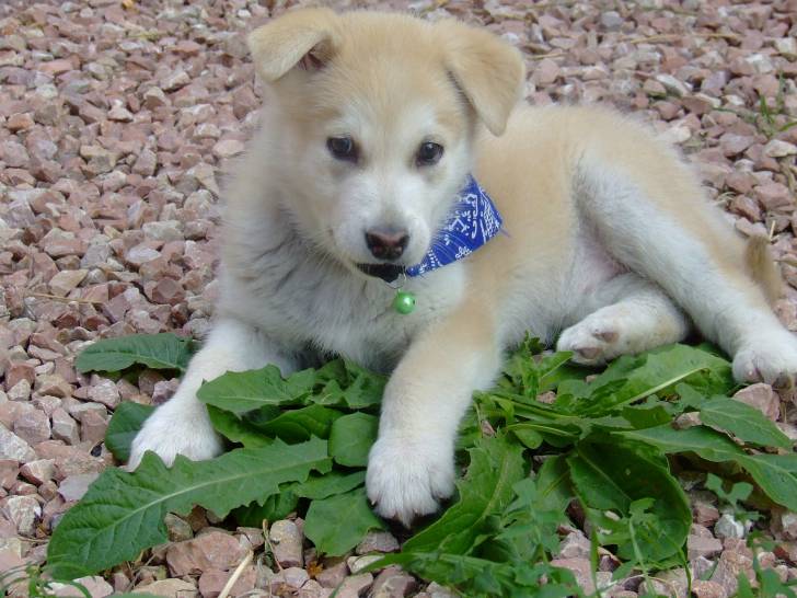 nala - Malamute d'Alaska (2 ans)