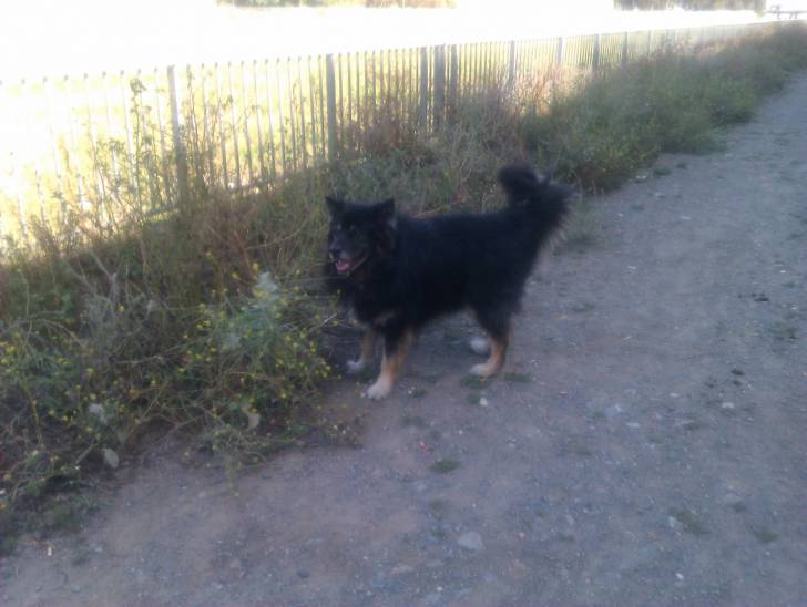 kail - Malamute d'Alaska Mâle (11 ans)
