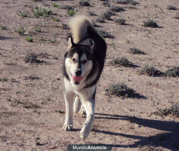 nala - Malamute d'Alaska (1 an)