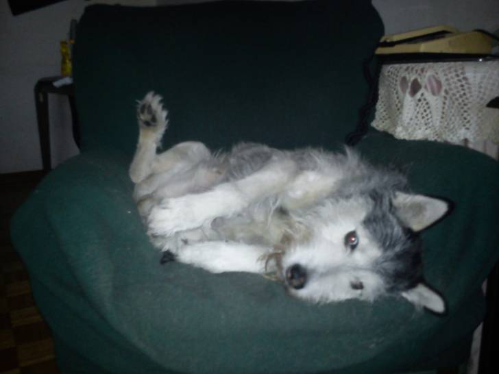 Roy - Malamute d'Alaska Mâle (7 ans)