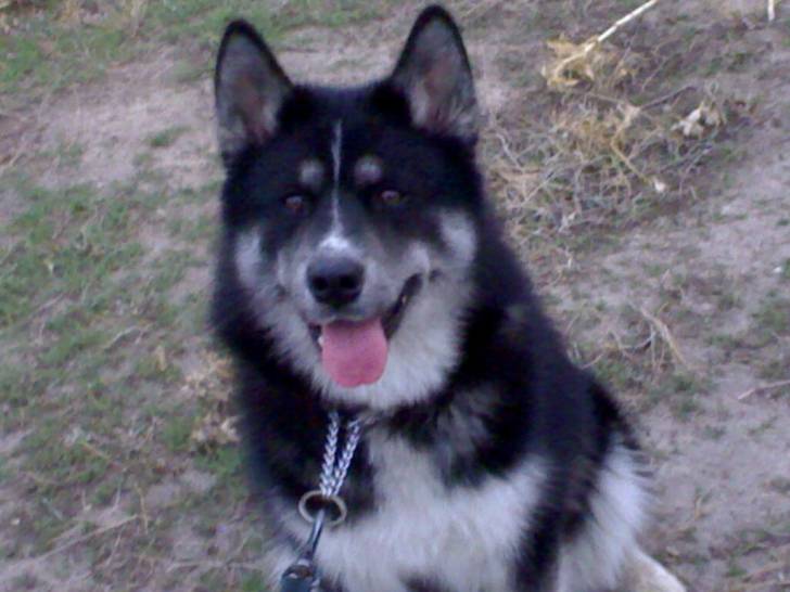 Luna - Malamute d'Alaska (5 ans)