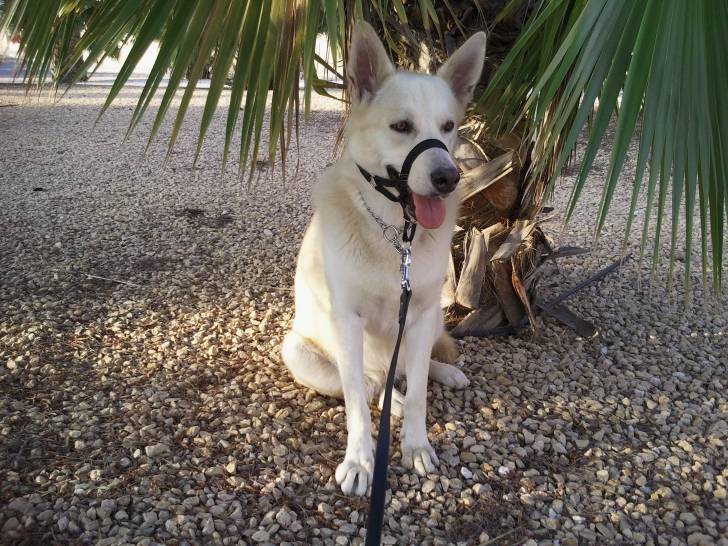 nala - Malamute d'Alaska (2 mois)