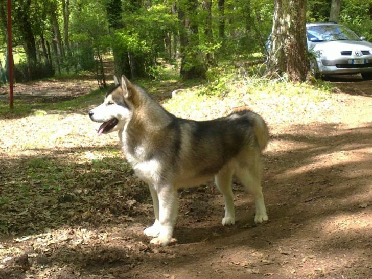 Ramses - Malamute d'Alaska Mâle