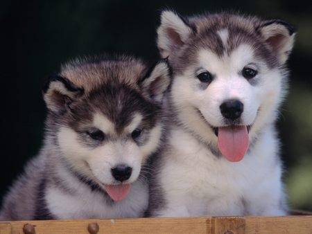 Alaskan Malamute - Malamute d'Alaska
