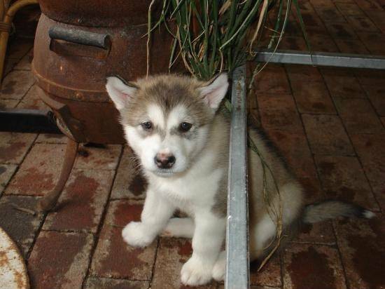 :) - Malamute d'Alaska