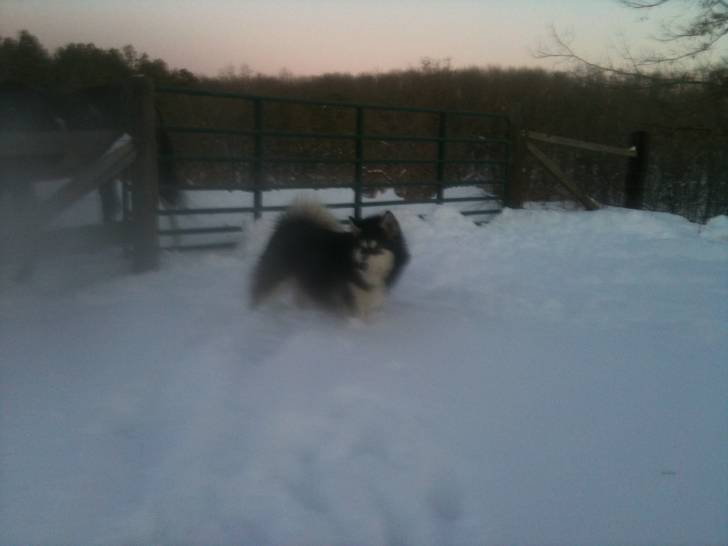 storm - Malamute d'Alaska Mâle (2 ans)