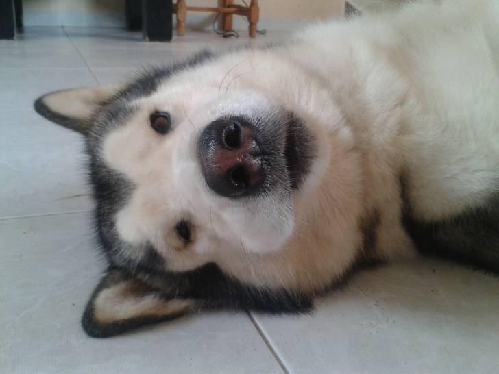 Dereon - Malamute d'Alaska Mâle (3 ans)