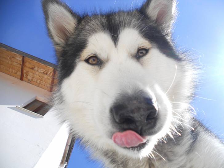 Kira - Malamute d'Alaska (1 an)