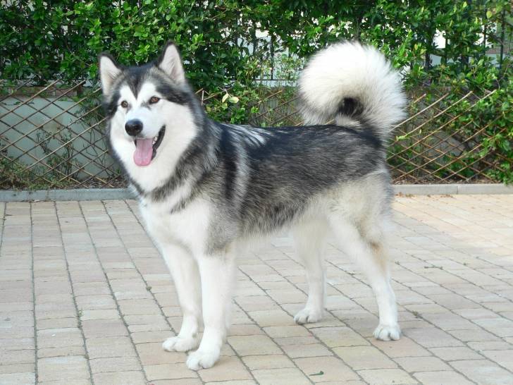 Winnie - Malamute d'Alaska (3 ans)